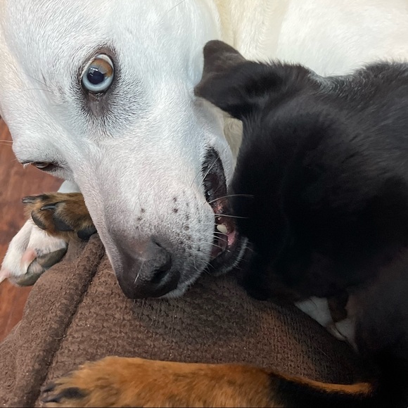 Meet your Posher, Shannon - Picture 4 of 5